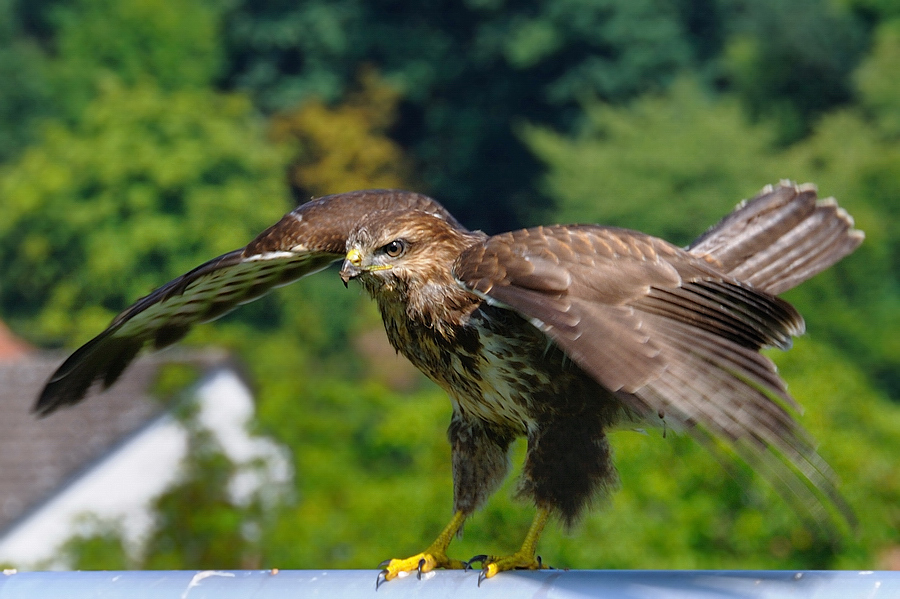 Bussard Fußballtor