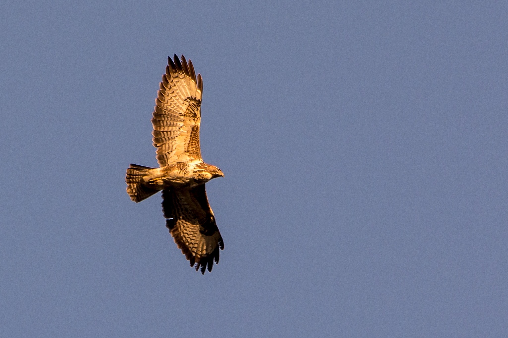 Bussard I (1 von 1)