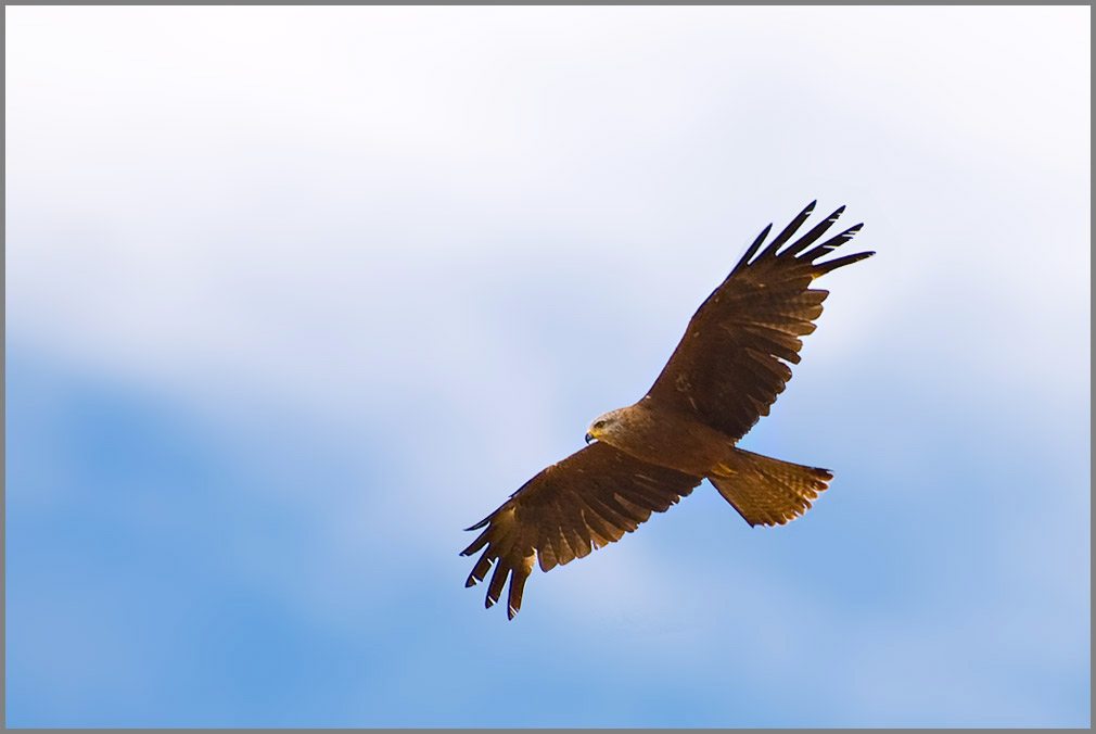 Bussard (vermute ich). Aufgenommen im Cappler Feld bei Marburg