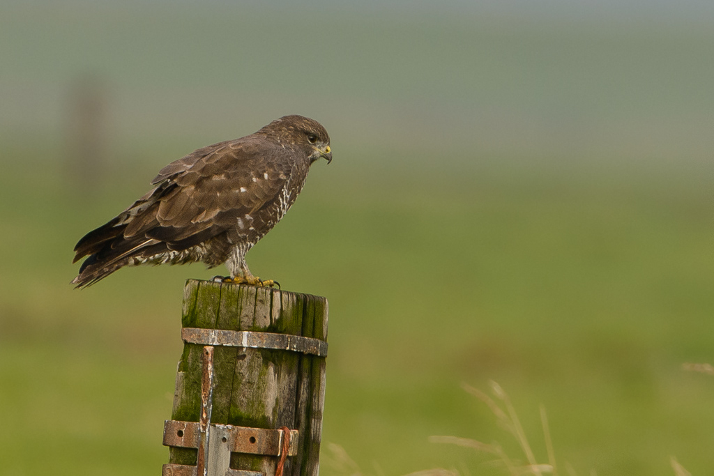 Bussard