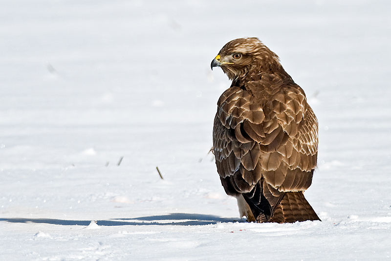 Bussard