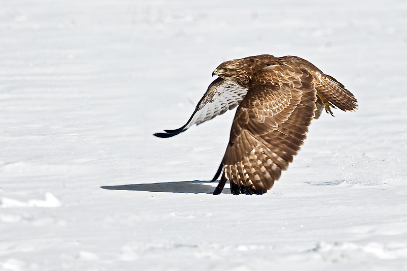 Bussard