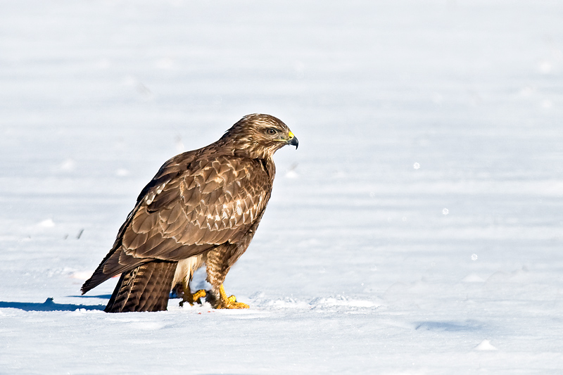 Bussard