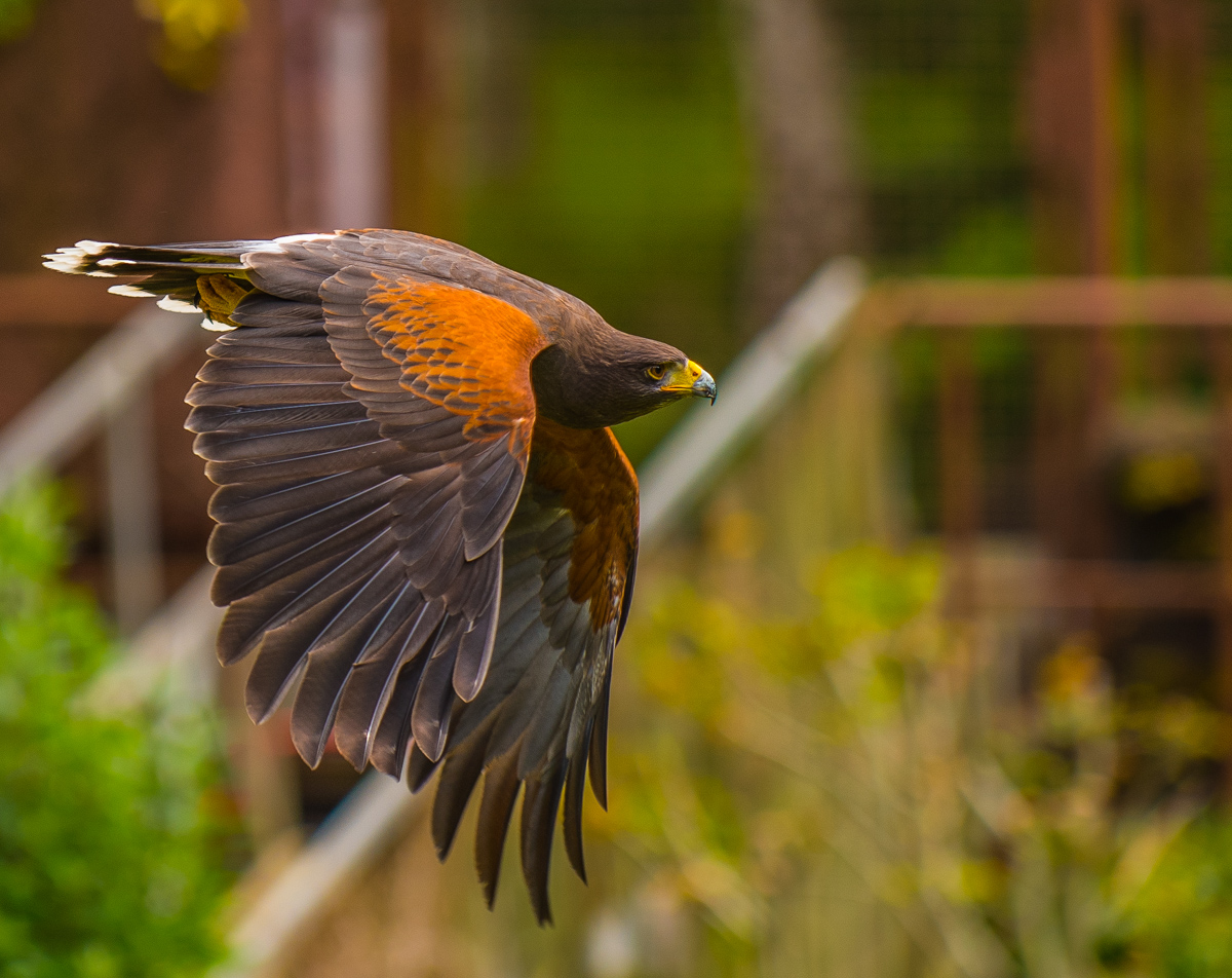 Bussard
