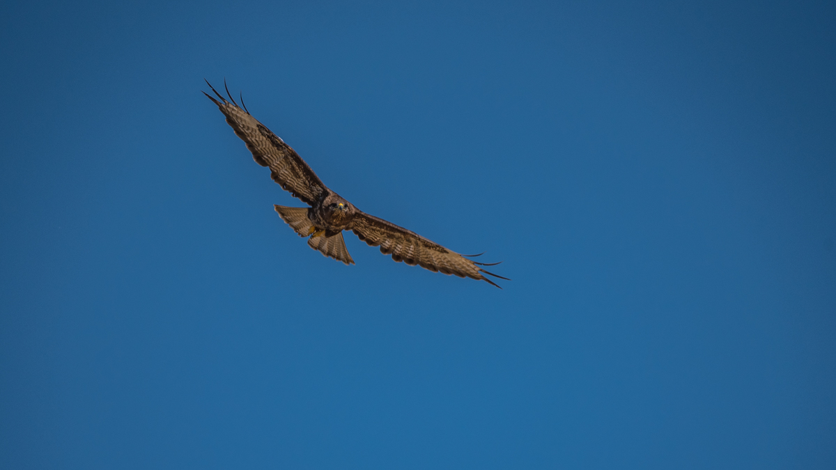 Bussard