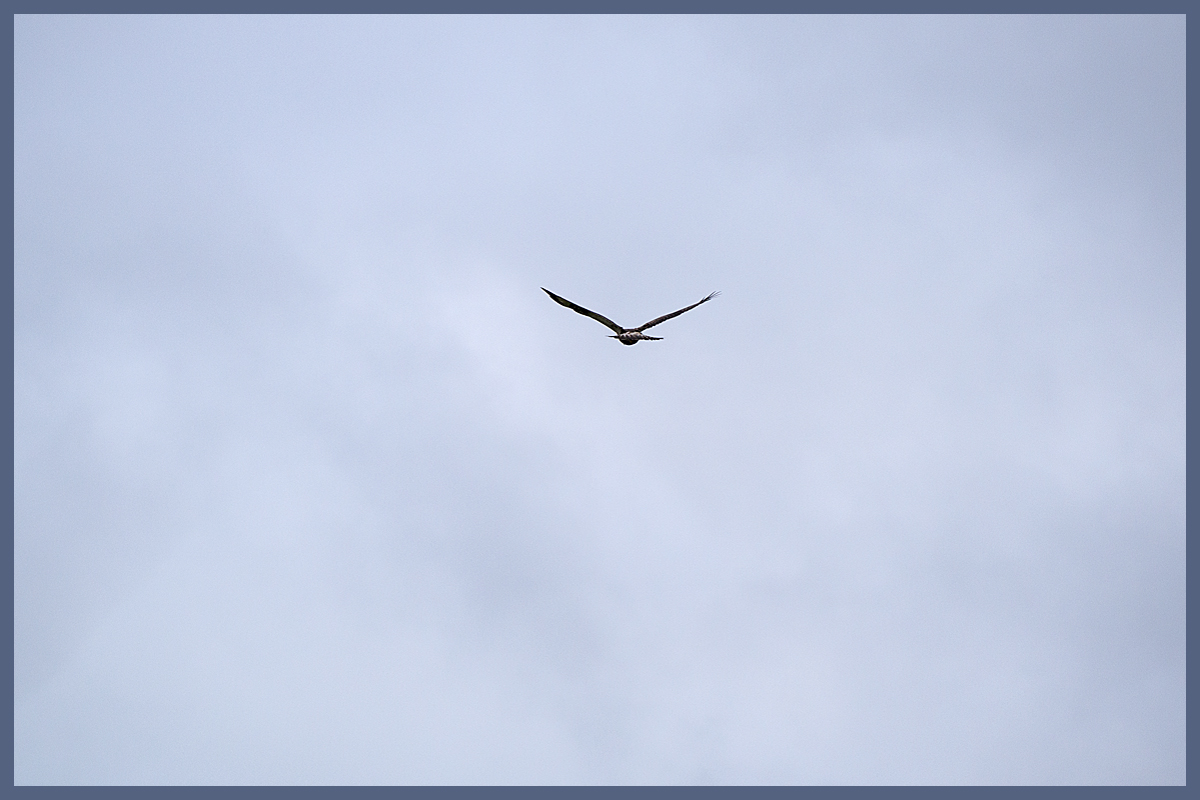 Bussard
