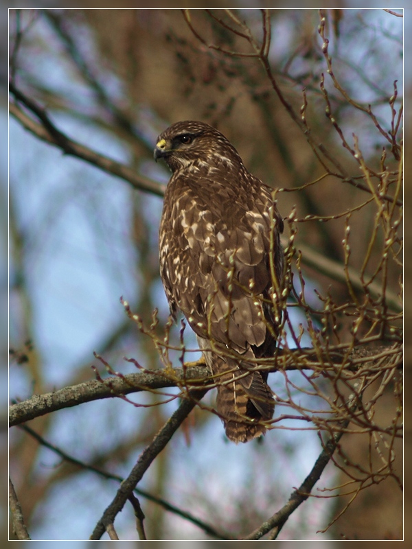 Bussard