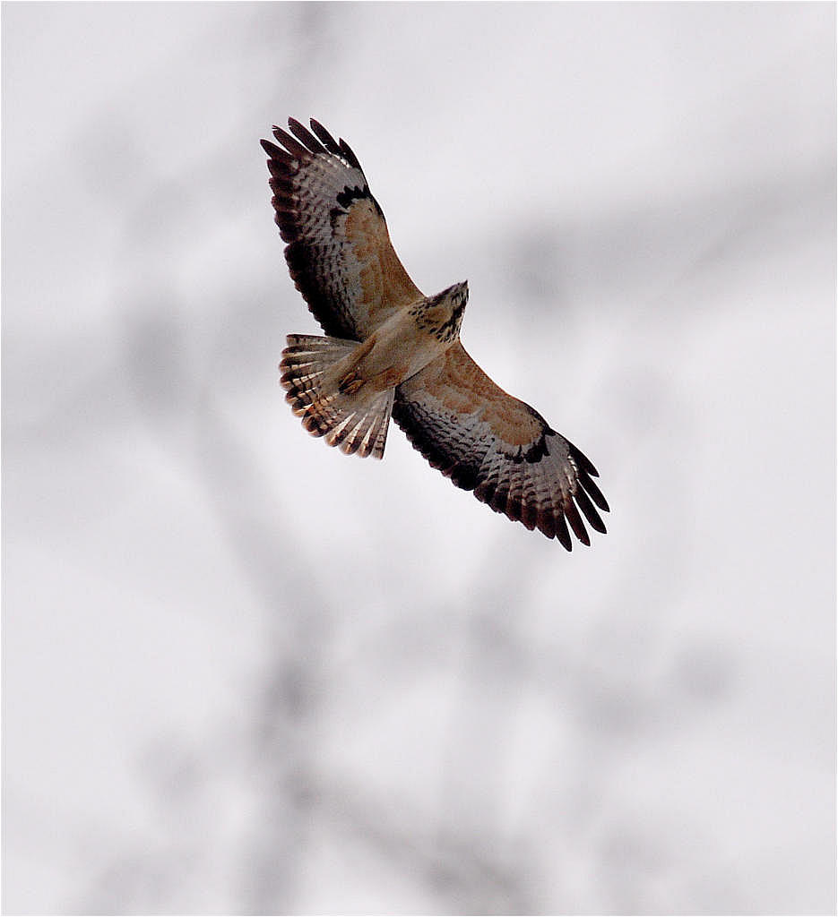 Bussard