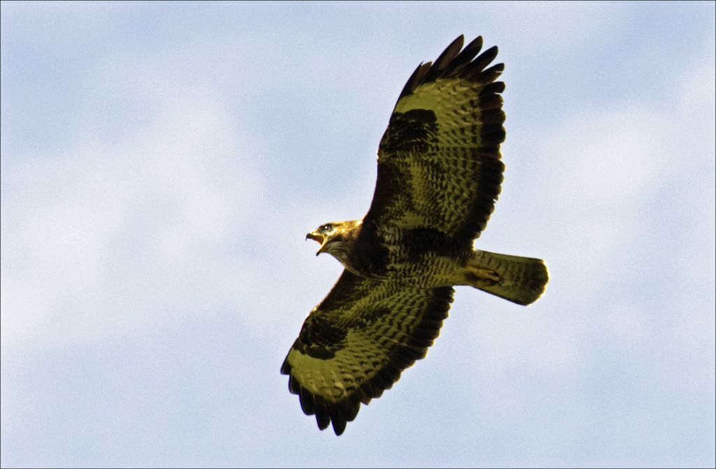 bussard