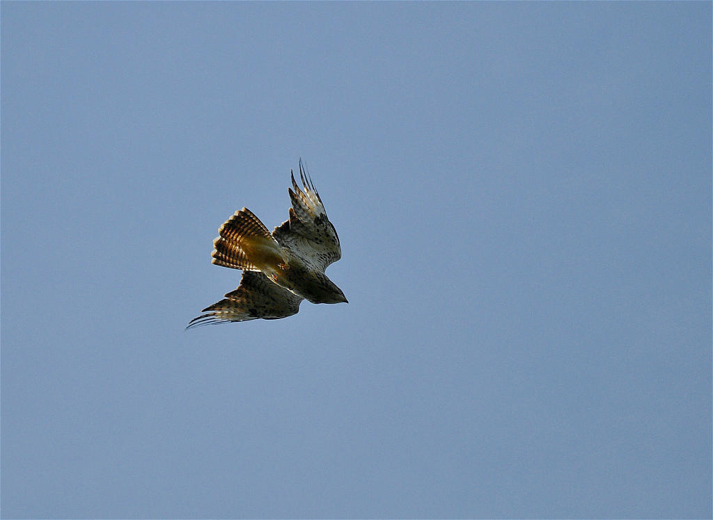 Bussard