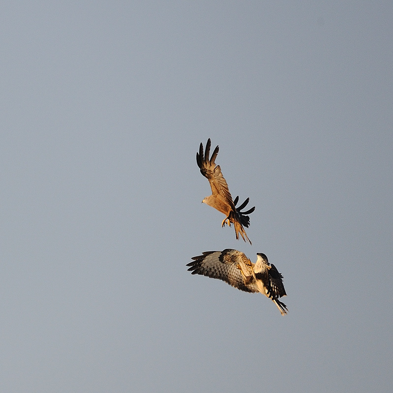 Bussard01