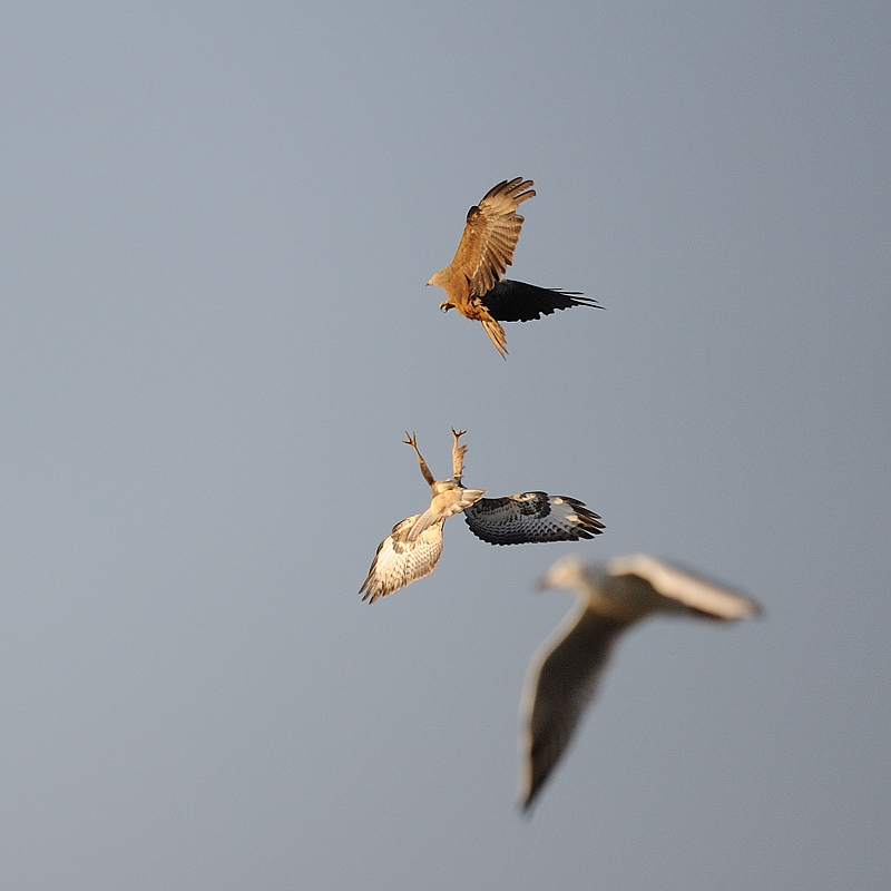 Bussard02