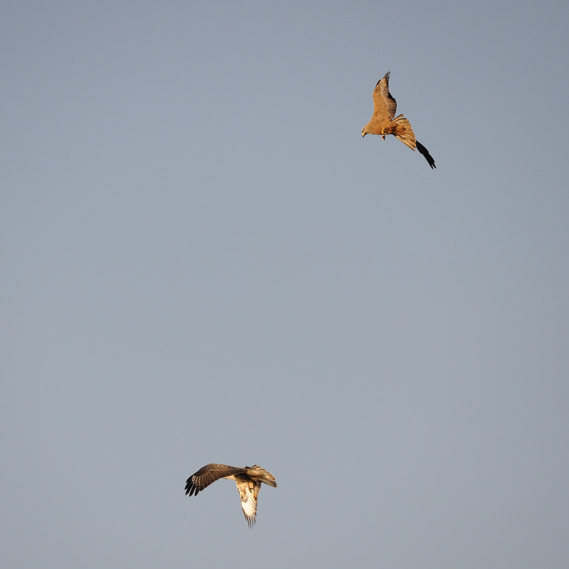 Bussard03