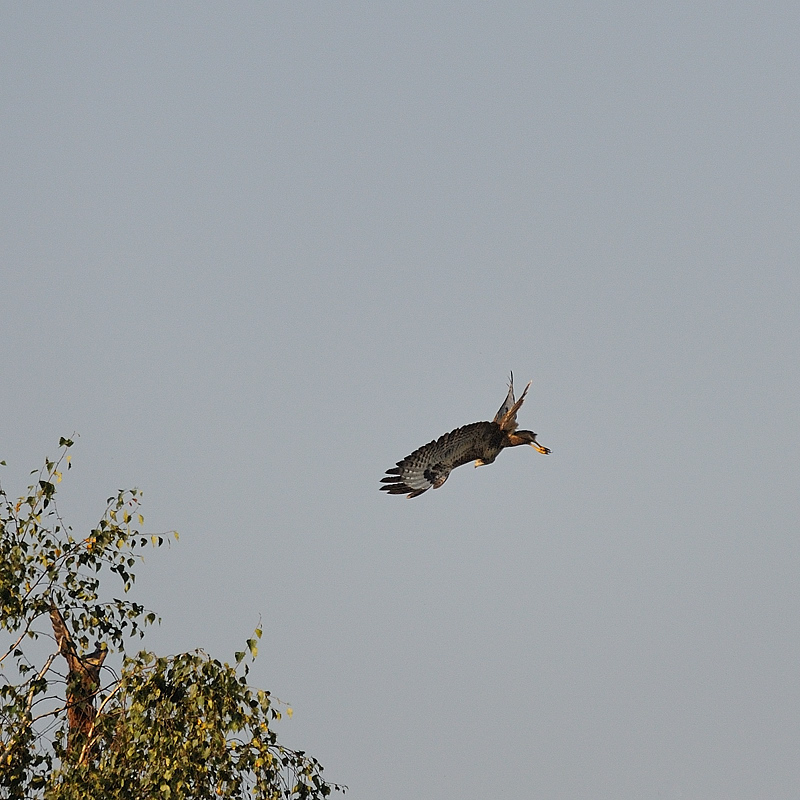 Bussard04