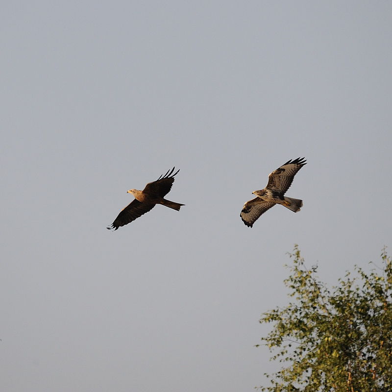 Bussard06