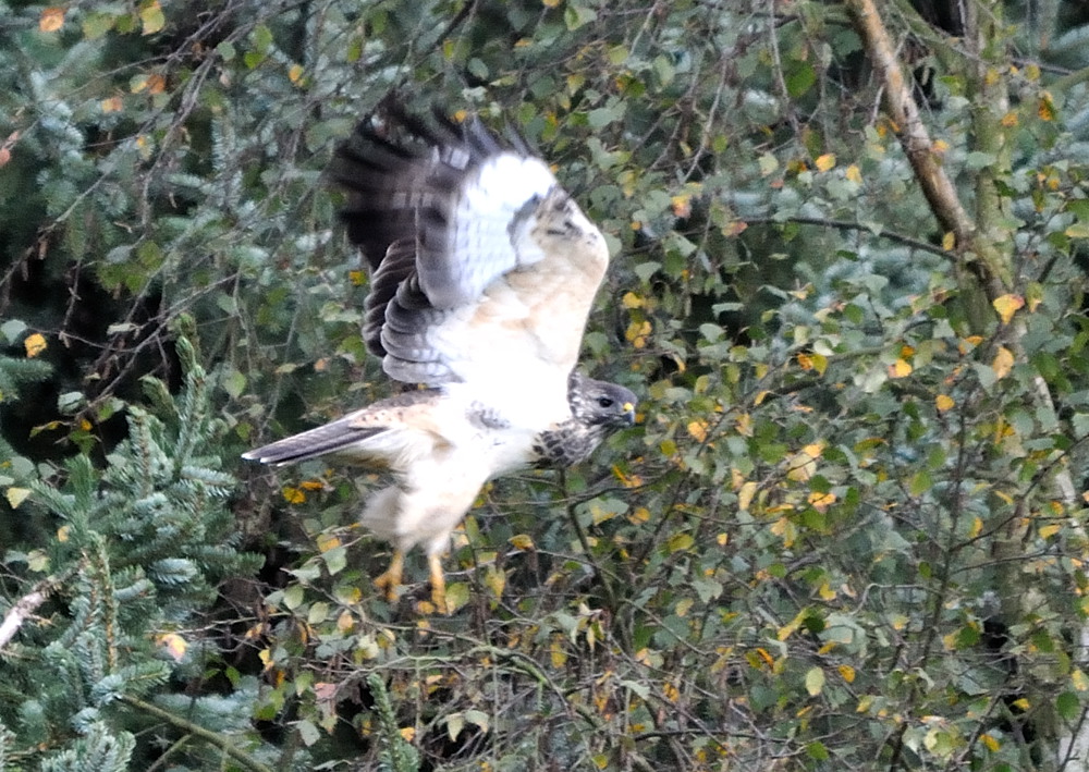 bussard1 DSC 2410