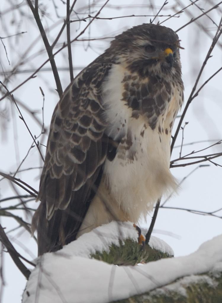 bussard1 JKK 1234