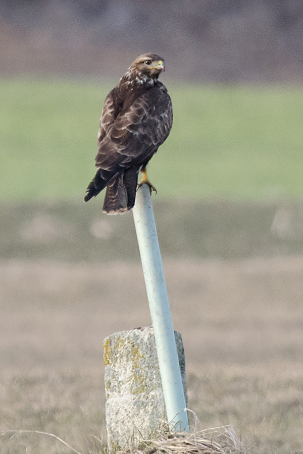 Bussard2 kl