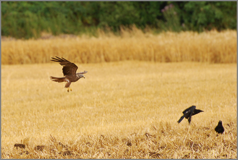 bussard2