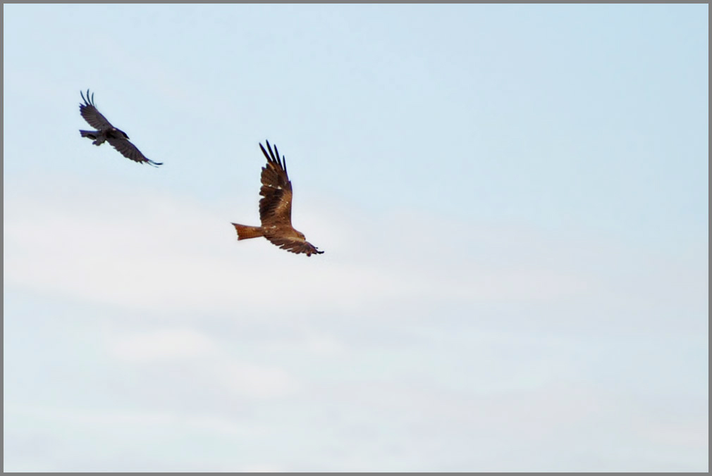 bussard3