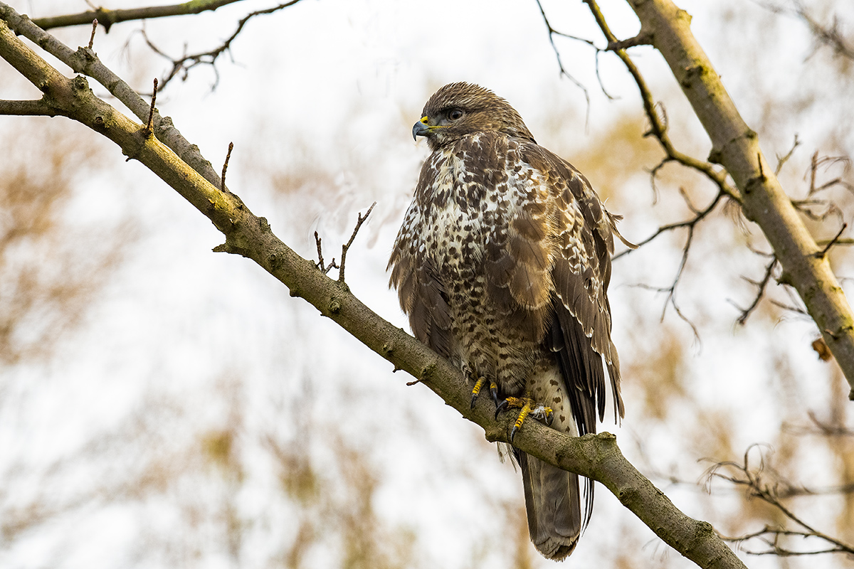 bussard_05.jpg