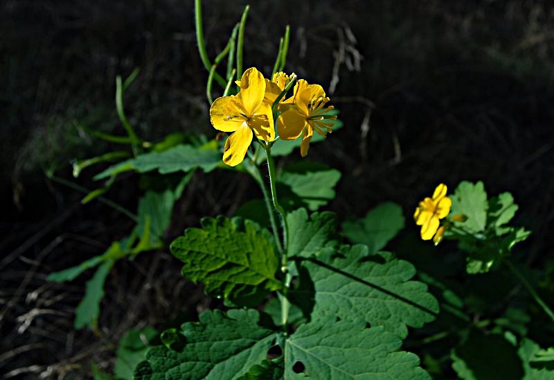 Butterblume 0004 080831a 800x548 85