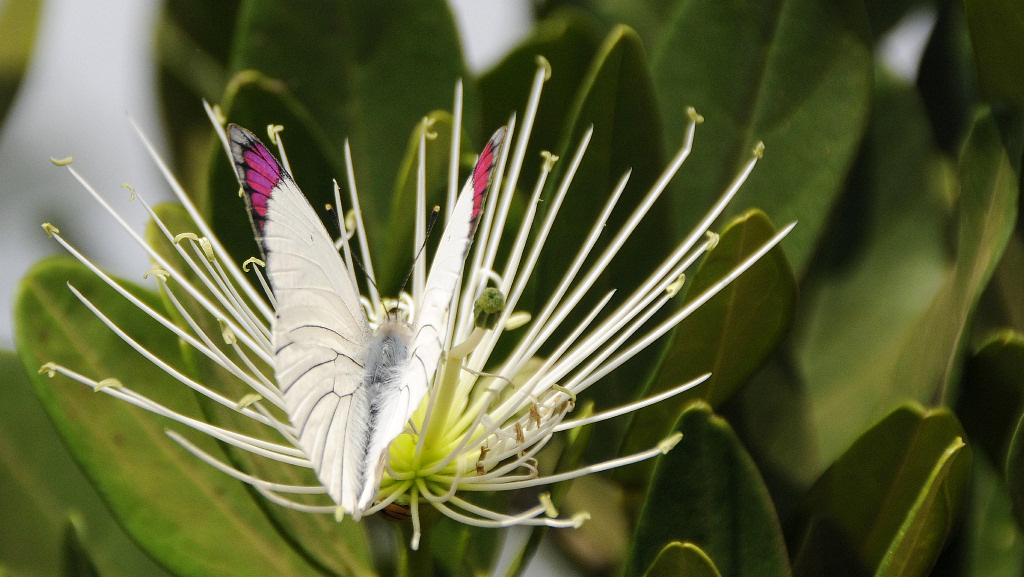 butterfly manyara