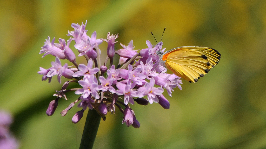 butterfly Tloma lodge