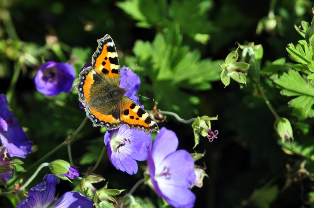 Butterfly