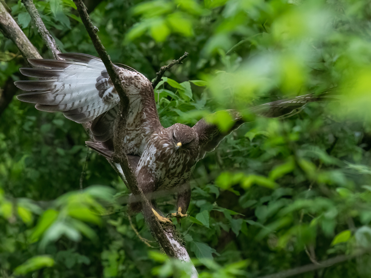 Buzzard-1.jpg