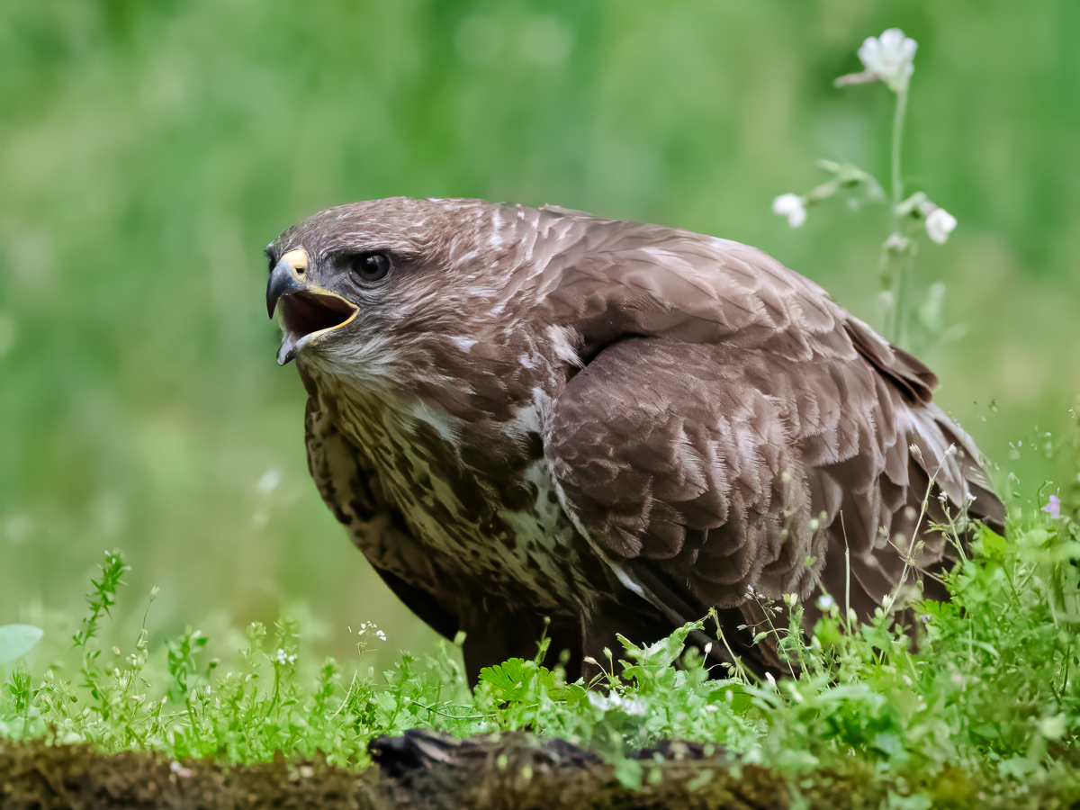 Buzzard-3.jpg