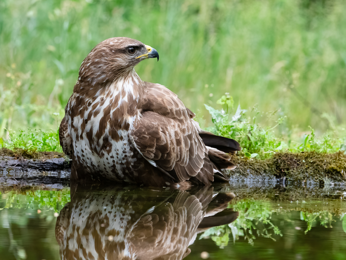 Buzzard-4.jpg