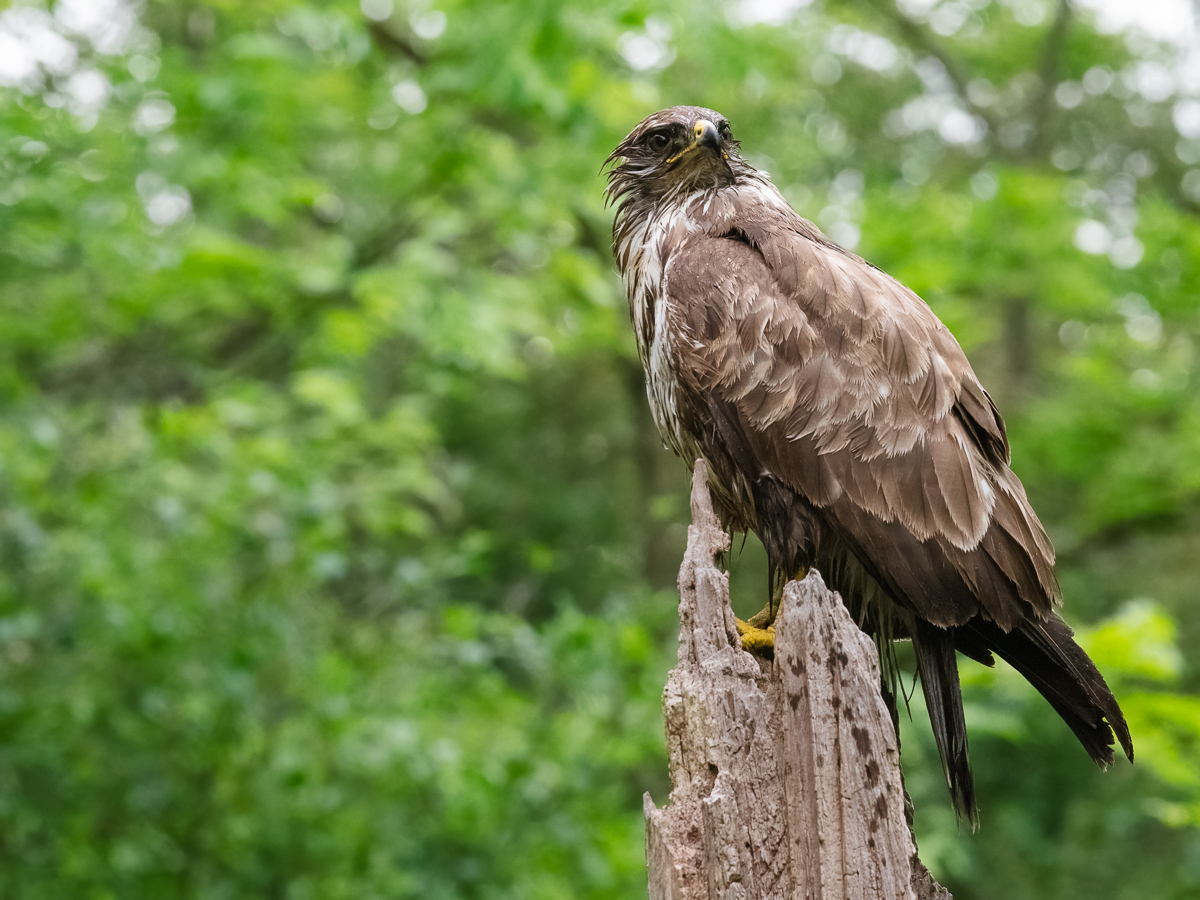 Buzzard-5.jpg