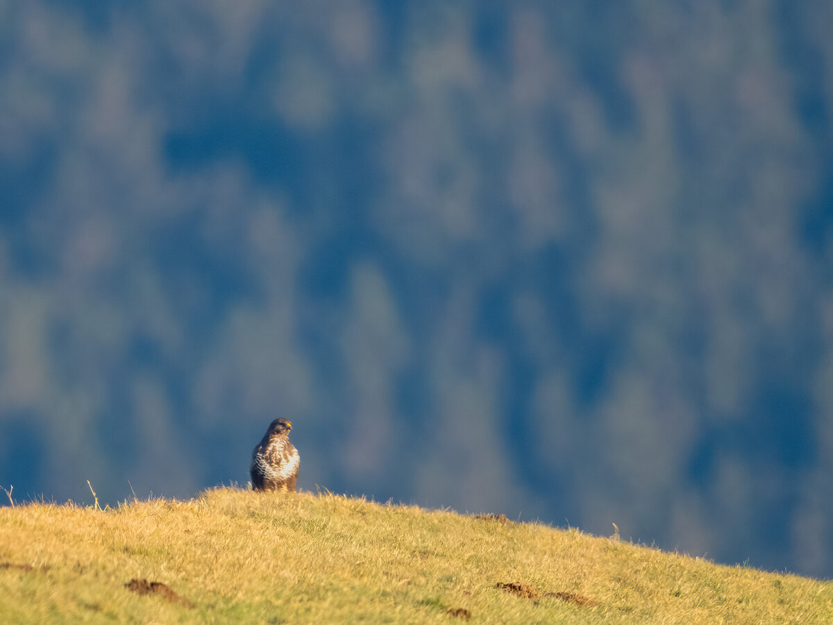 Buzzard auf Wiese.jpg