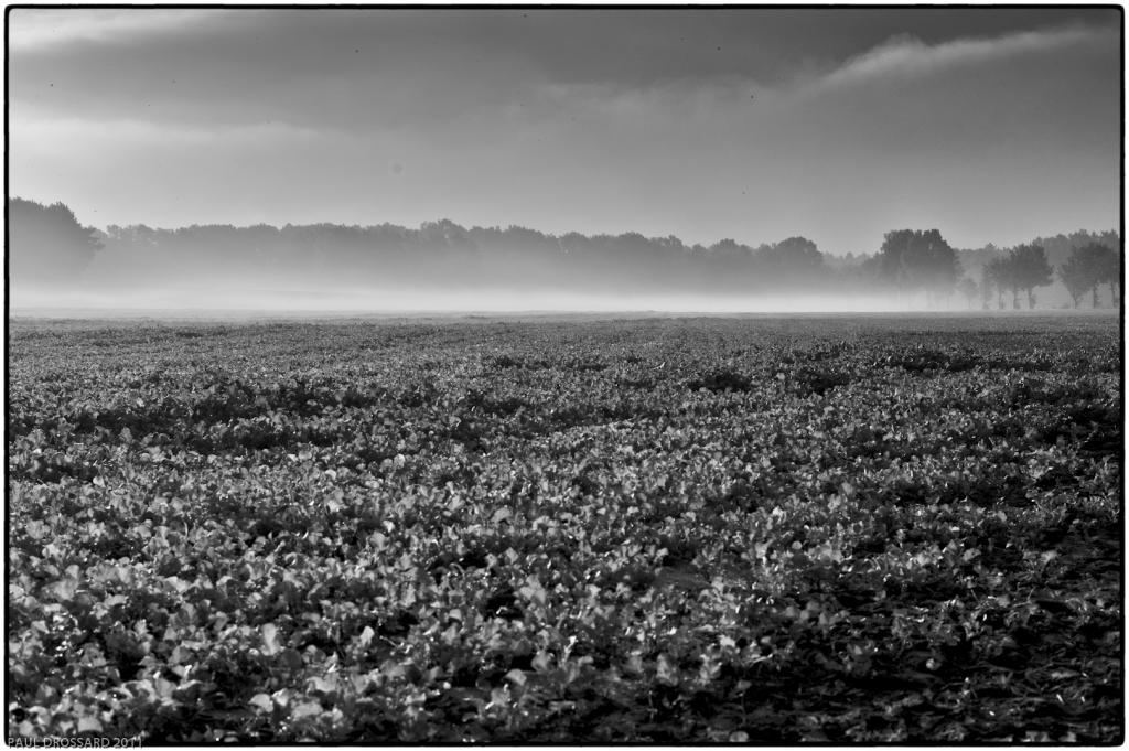 BW 3196
