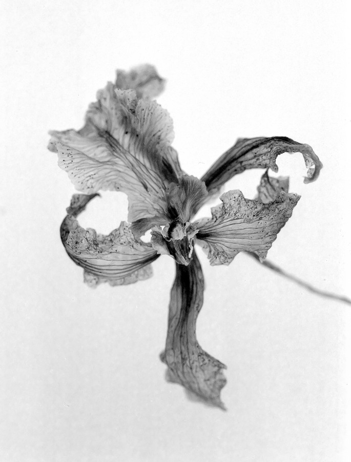 BW400 230213 12bf filt
Verblühte Orchidee: F3, Makro-Noflexar 4/105; Kodak Professional BW400CN, bel. wie 400 ASA.