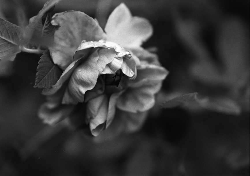 bwBlume