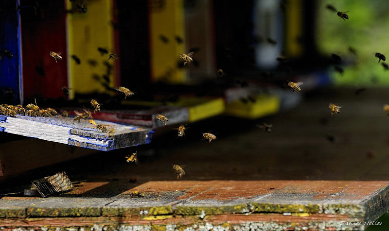 c DSC5078