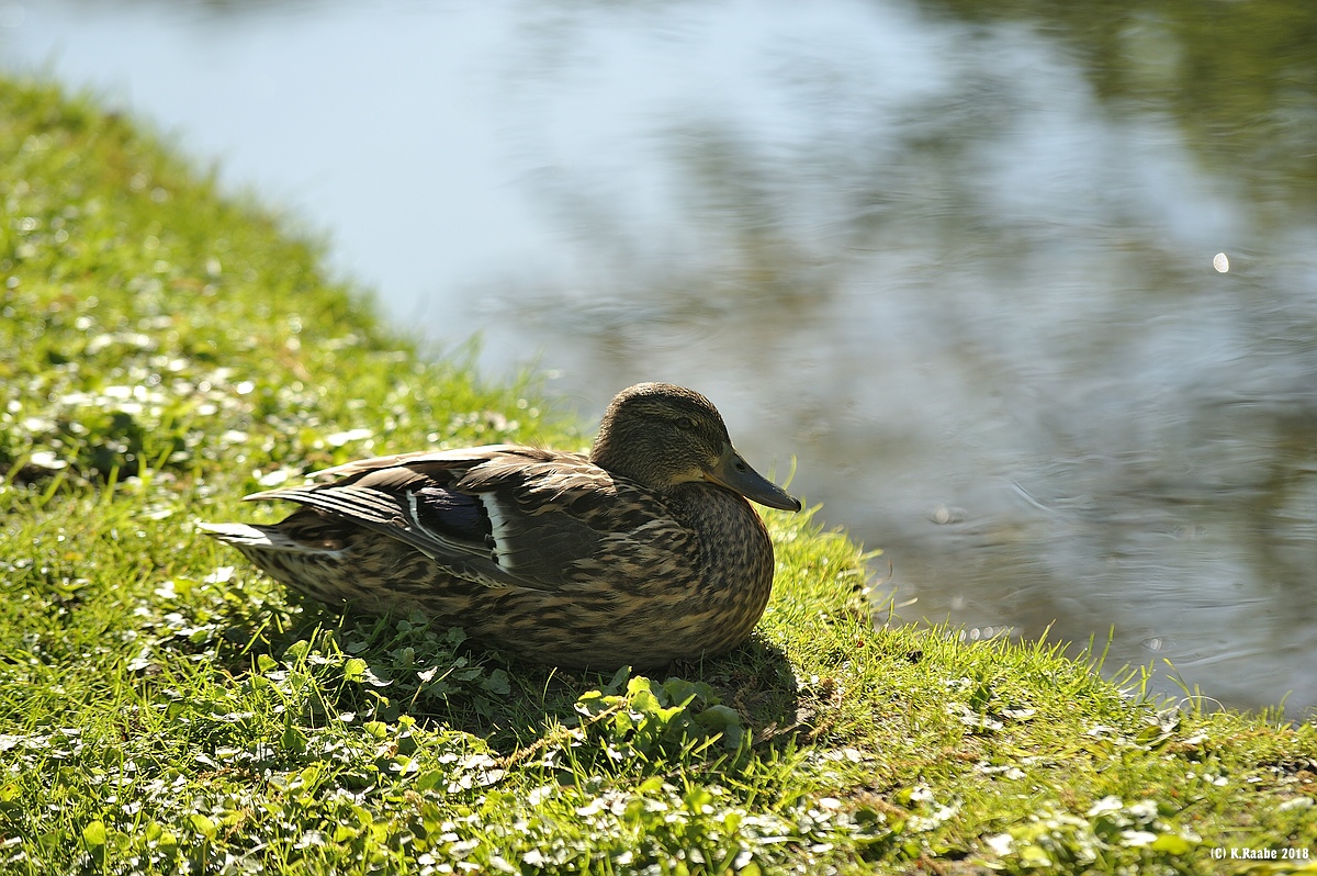 (c)K.R. 540DSC 2781