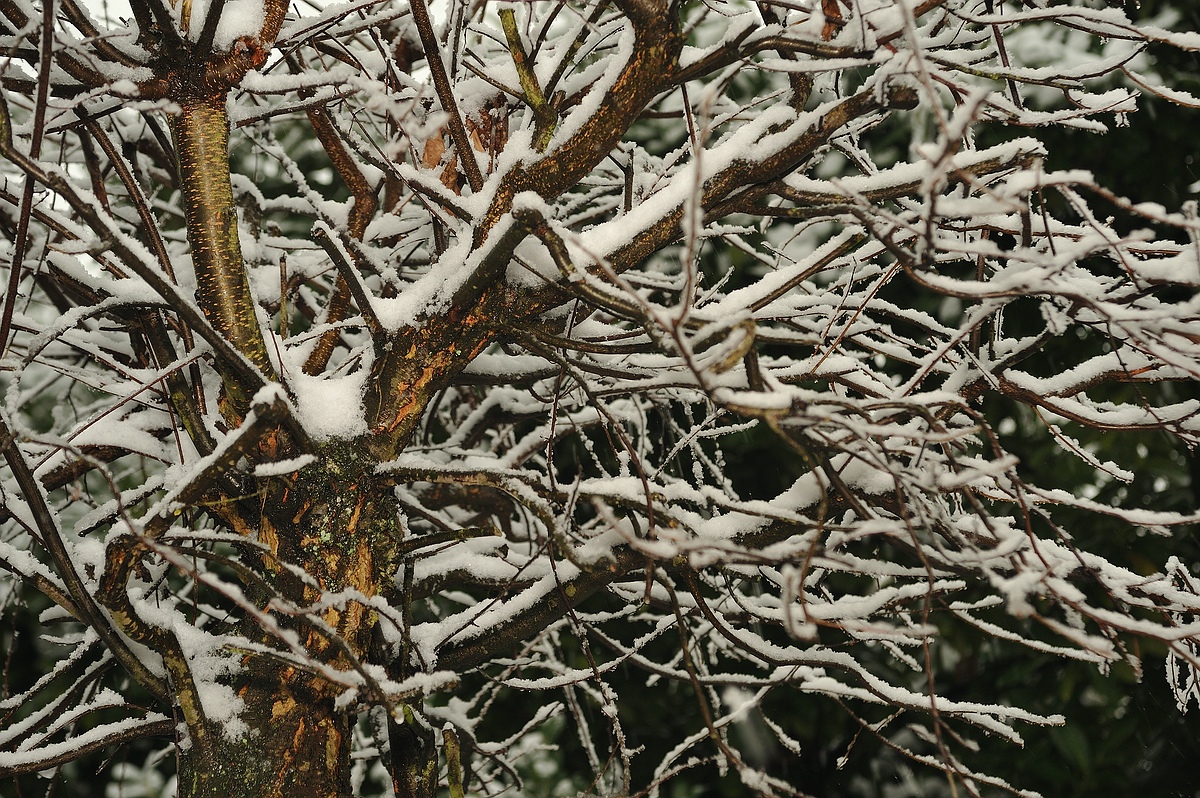 (c)K.R. 540DSC 7418