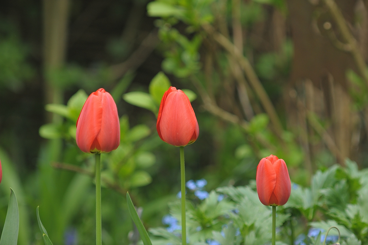 (C)K.R. DSC 2238