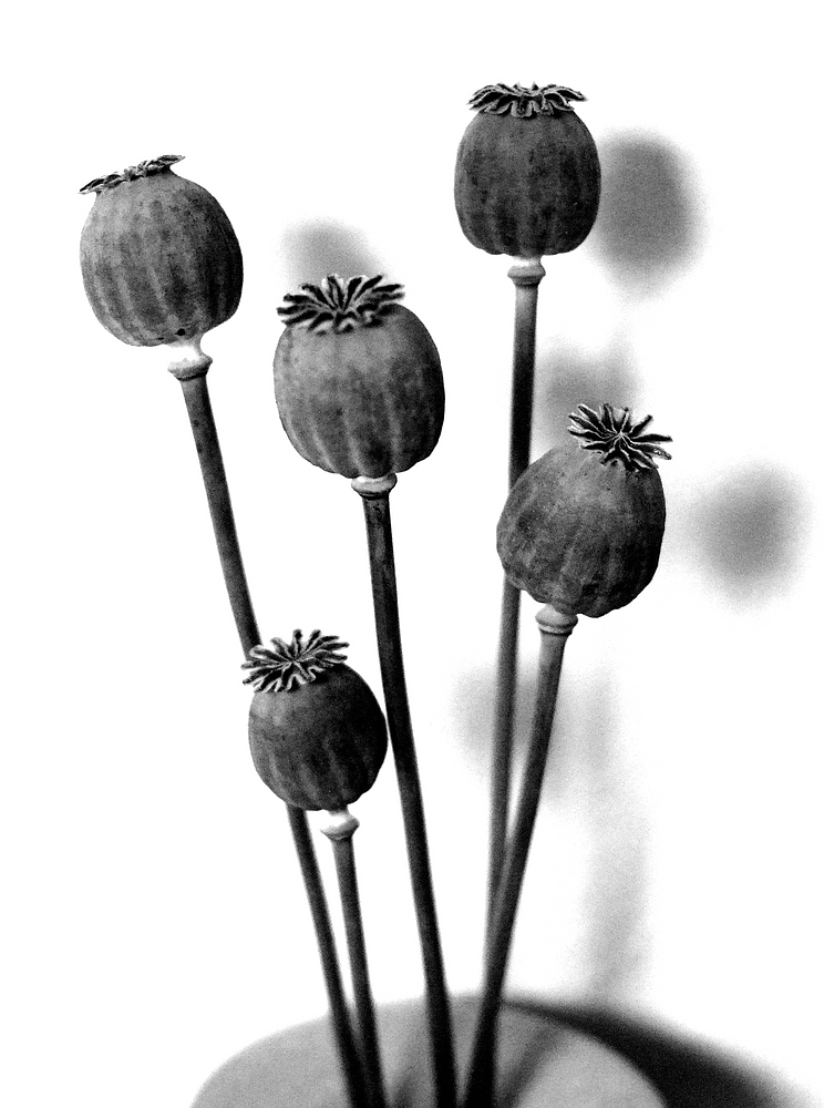 c Mohnkapseln 5350