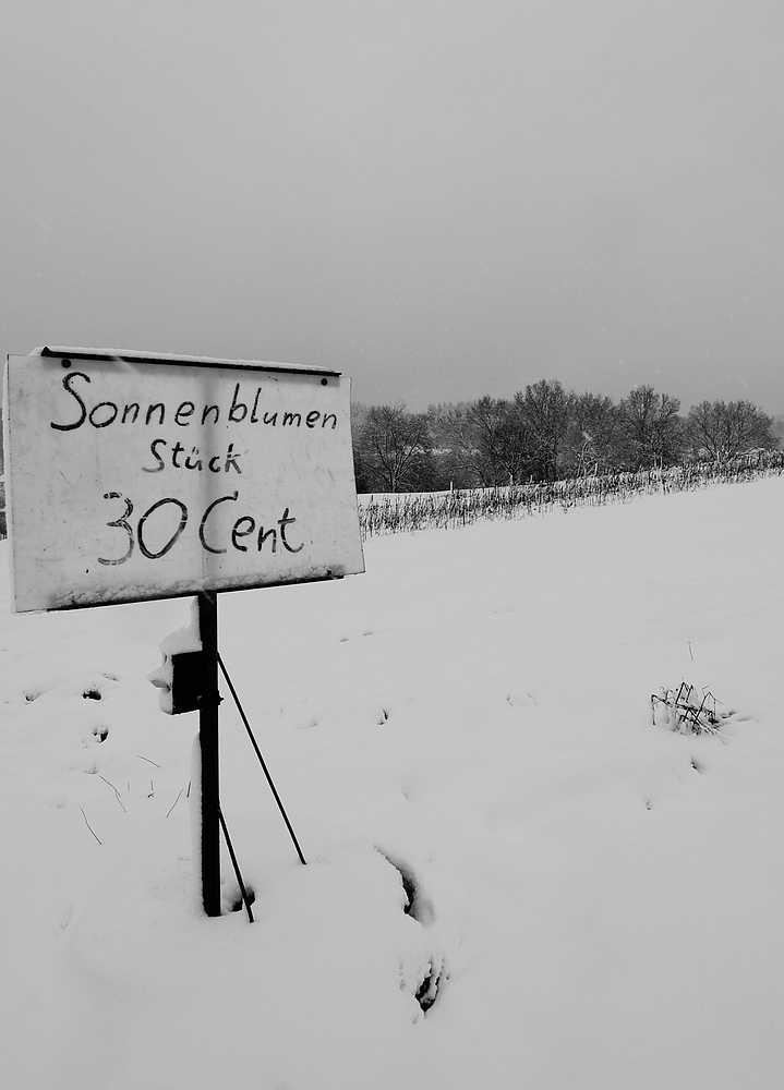 c Schneeblumen 4224