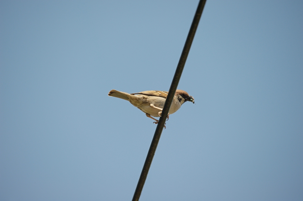 c1000DSC 6274 n5