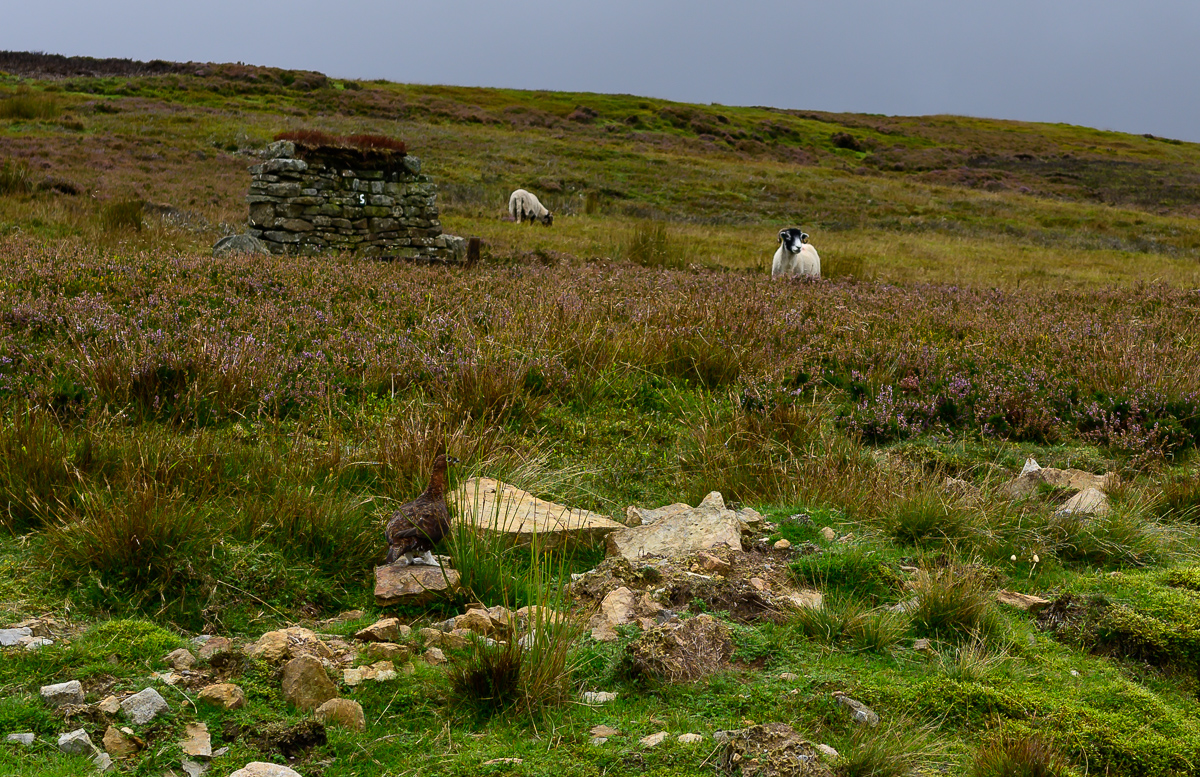 C2C_DSC_1044.jpg