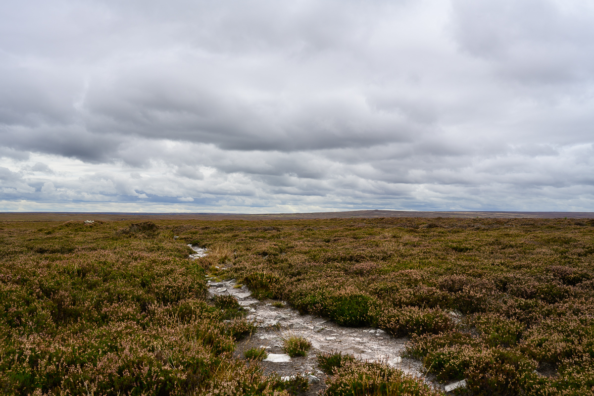C2C_DSC_1295.jpg