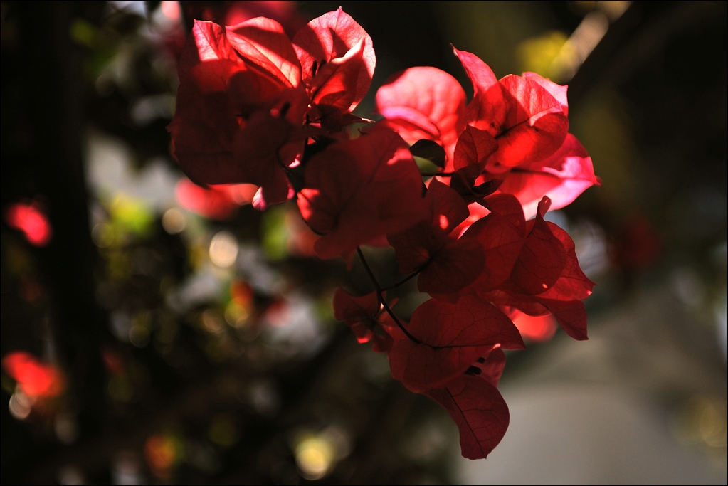 Cala d Or - rote Blumen