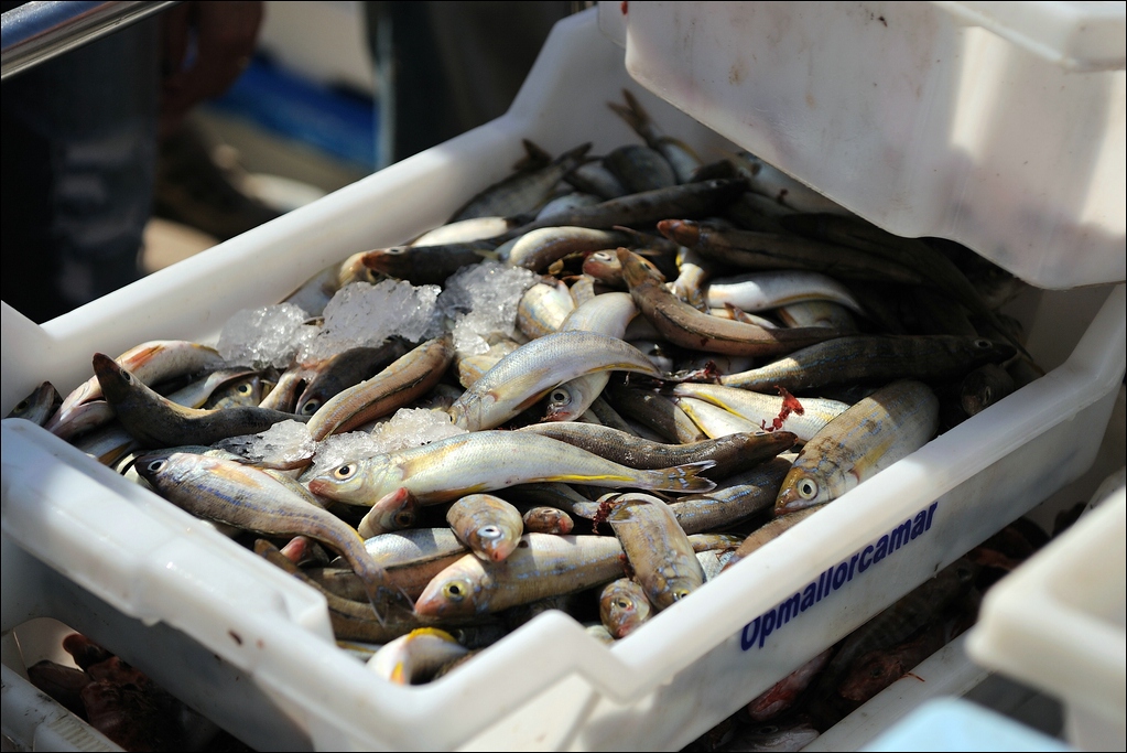 Cala Figuera - noch kleinere Fische