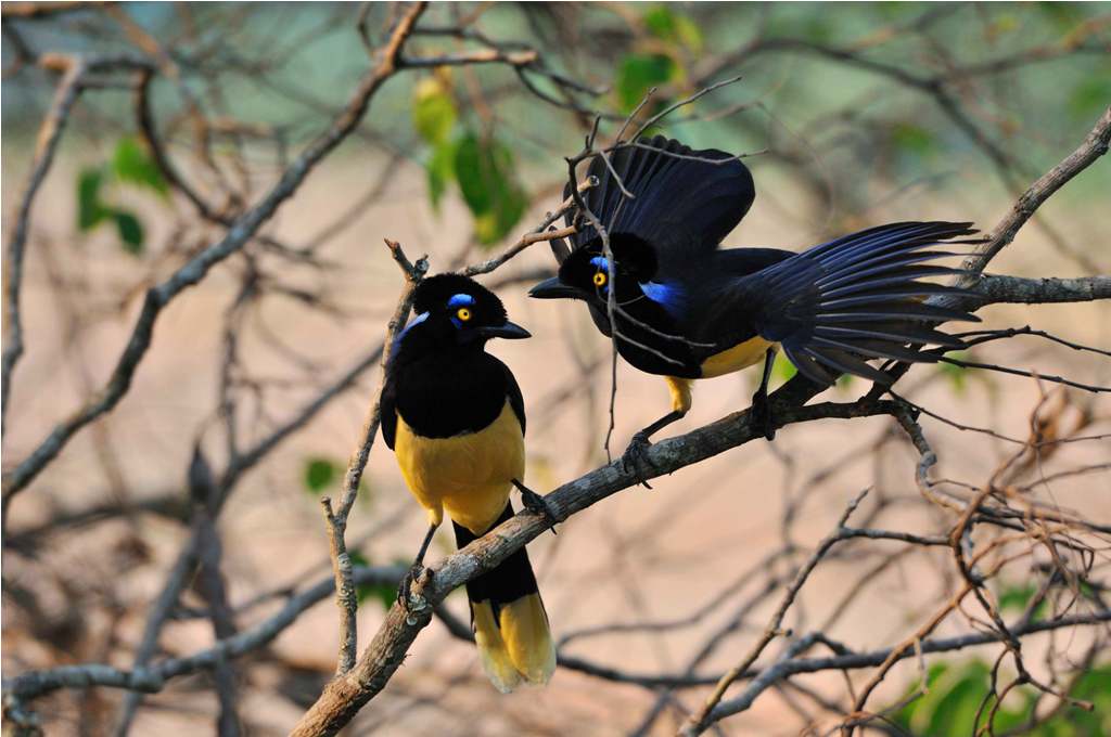 Calilegua Plush crested Jay balzend DSC 1156