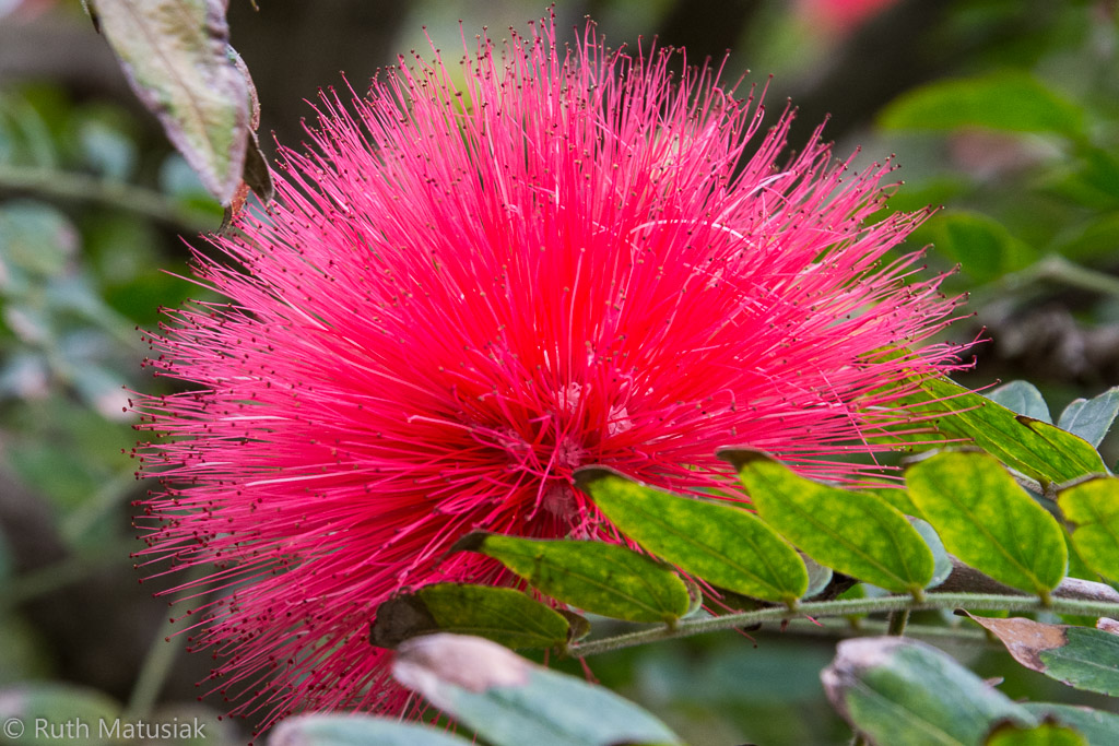 Calliandra, Botanischer Garten, Tenerife